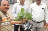 विचार विकास मंदिर वाचनालय कंधार येथील वटवृक्षाची भींतीतली ८ रोपे अलगद काढून,प्रत्यारोपणासाठी रवाना!